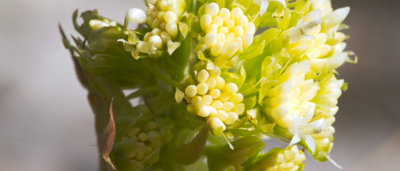 Best Butterbur Supplements for Migraines in 2026: PA-Free Options That Actually Reduce Attack Frequency