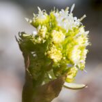 best butterbur supplements for migraines in 2026