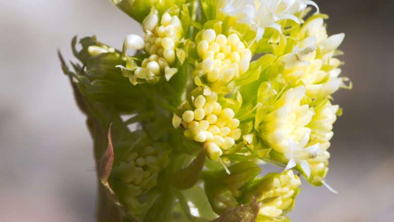 Best Butterbur Supplements for Migraines in 2026: PA-Free Options That Actually Reduce Attack Frequency