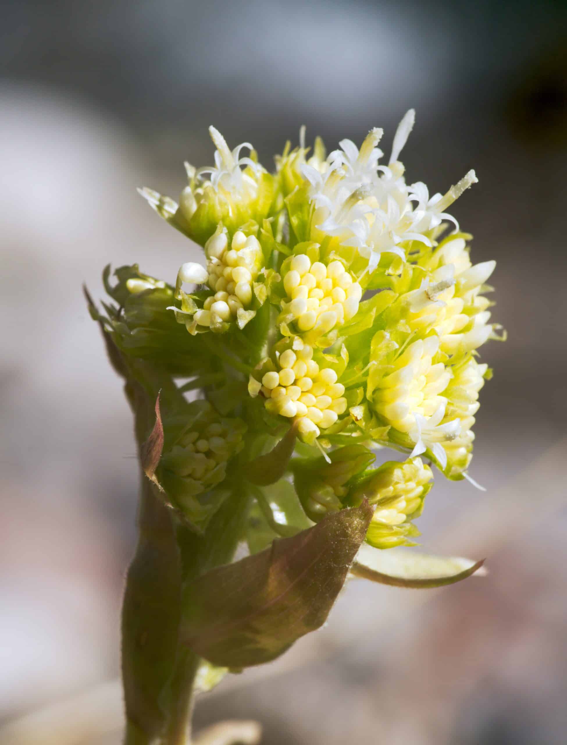 Best Butterbur Supplements for Migraines in 2026: PA-Free Options That Actually Reduce Attack Frequency
